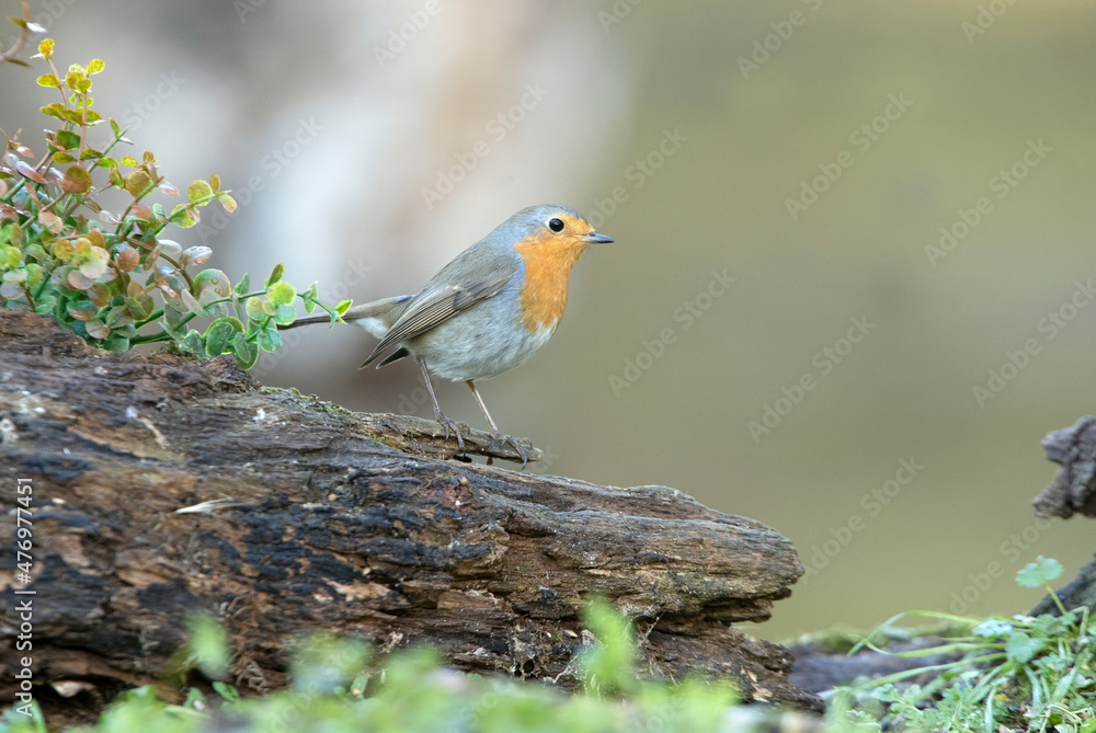 European robin with the last light of the day in a pine and oak forest in winter European robin with the last light of the day in a pine and oak forest in winter
