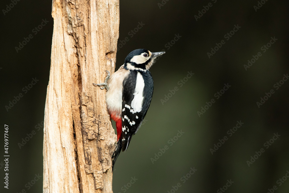 Female Great spotted woodpecker on the trunk of an oak tree with the last light of day Female Great spotted woodpecker on the trunk of an oak tree with the last light of day