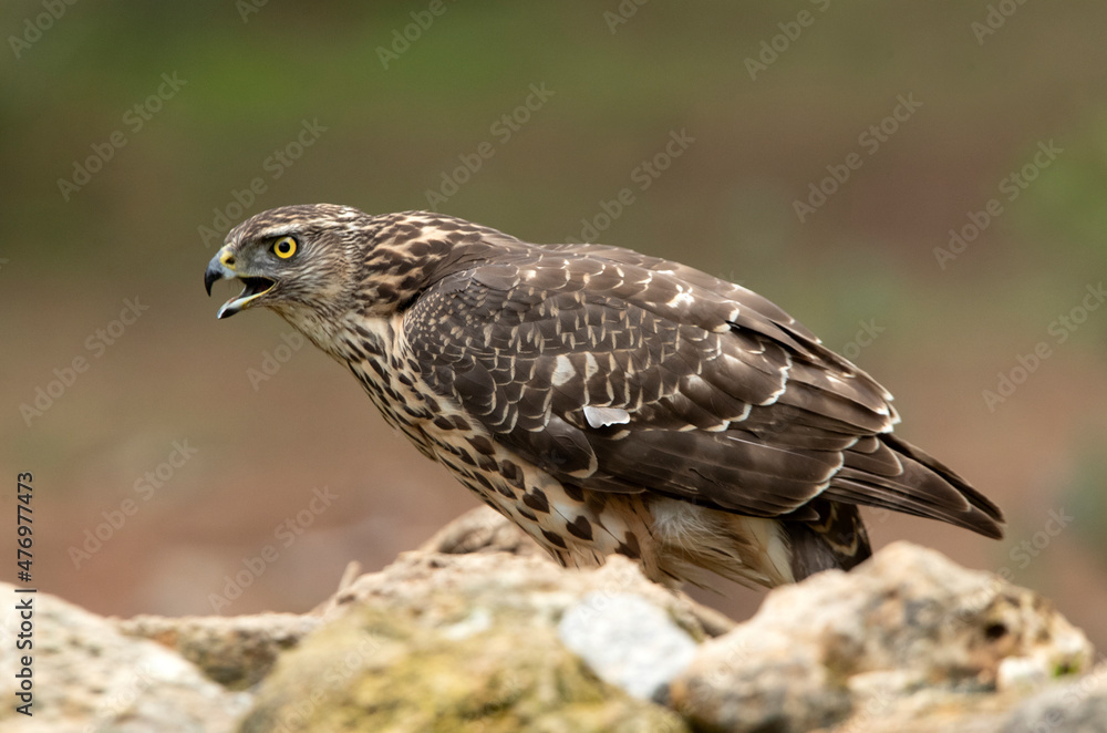 Young female Northern goshawk in an oak and pine forest with late afternoon lights Young female Northern goshawk in an oak and pine forest with late afternoon lights
