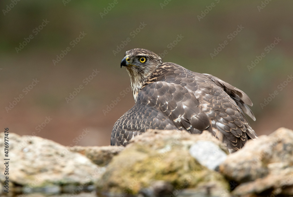 Young female Northern goshawk in an oak and pine forest with late afternoon lights Young female Northern goshawk in an oak and pine forest with late afternoon lights