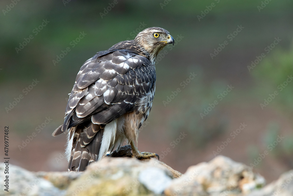 Young female Northern goshawk in an oak and pine forest with late afternoon lights Young female Northern goshawk in an oak and pine forest with late afternoon lights