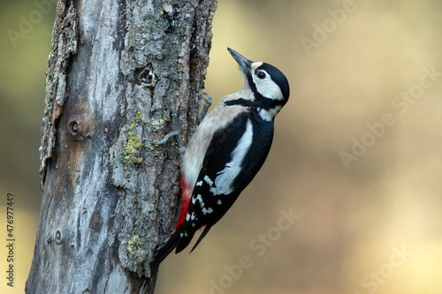 Great spotted woodpecker female on a pine trunk with the last light of the day in a pine and oak forest