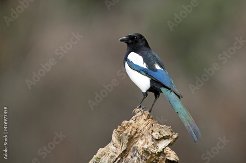 Common magpie in a pine and oak forest with the last lights on a sunny winter day