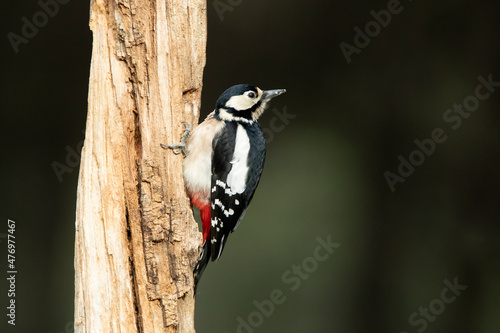 Female Great spotted woodpecker on the trunk of an oak tree with the last light of day