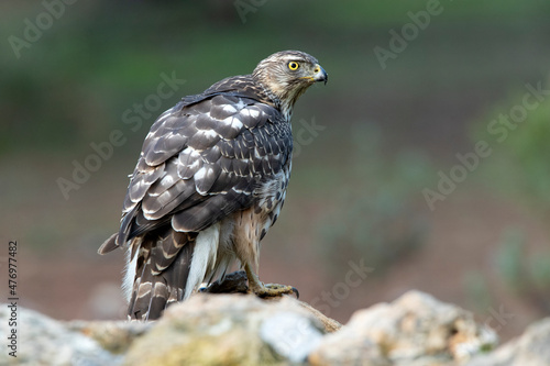 Young female Northern goshawk in an oak and pine forest with late afternoon lights