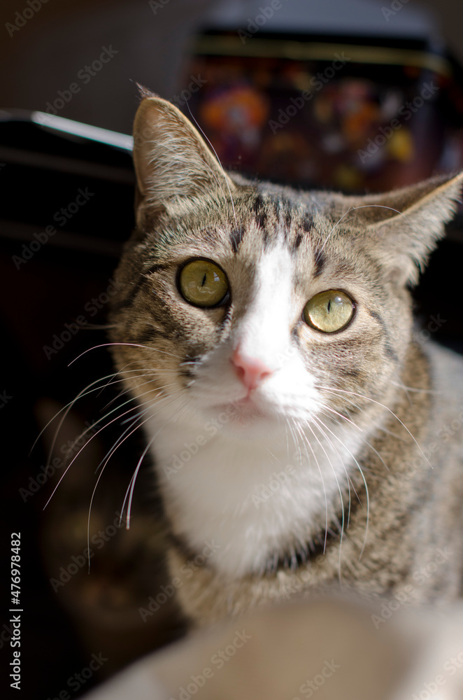 portrait of a cat, beautiful face, cat photography from the front, portrait of a cat, beautiful face, cat photography from the front,