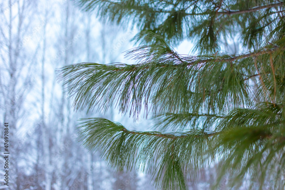 Pine branch against the background of a winter forest Pine branch against the background of a winter forest