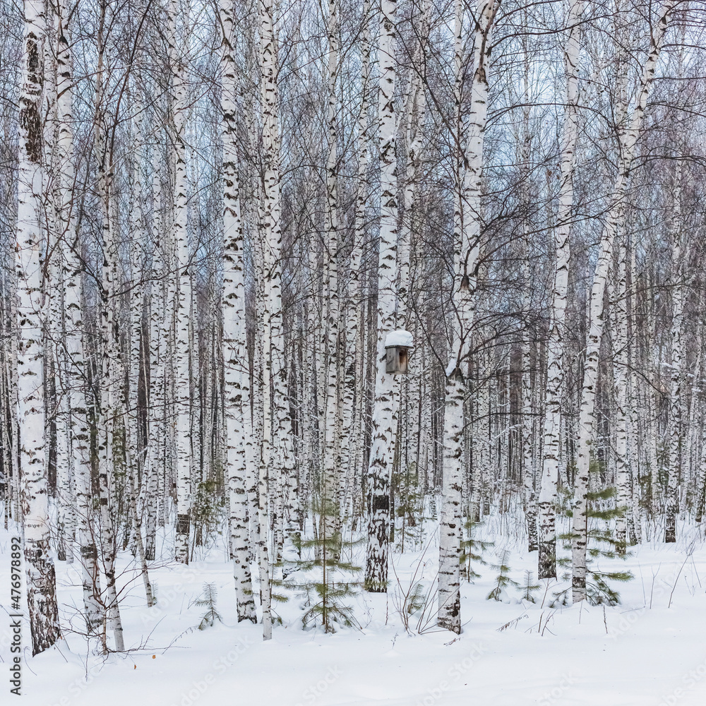birch grove against the background of the sky and snow birch grove against the background of the sky and snow