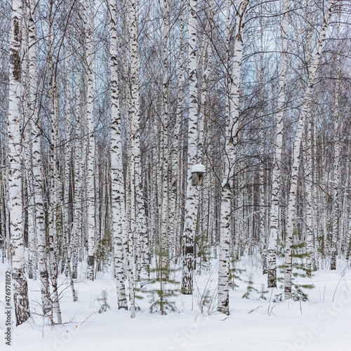 birch grove against the background of the sky and snow