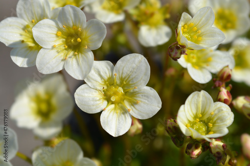 Canvastavla Saxifrage Snow Carpet