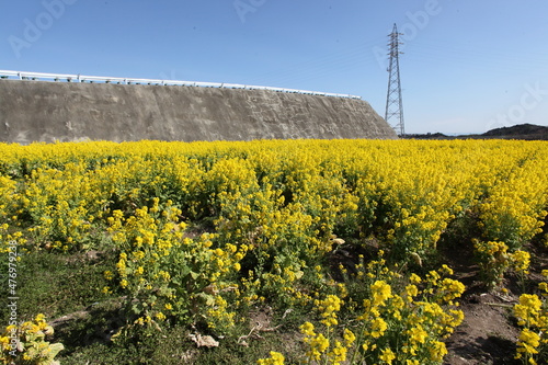 鉄塔と菜の花畑
