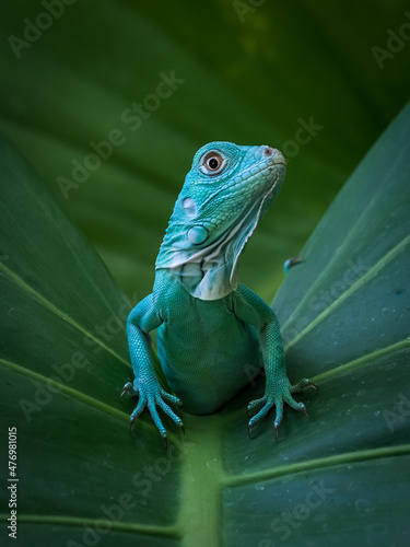 green lizard on a branch
