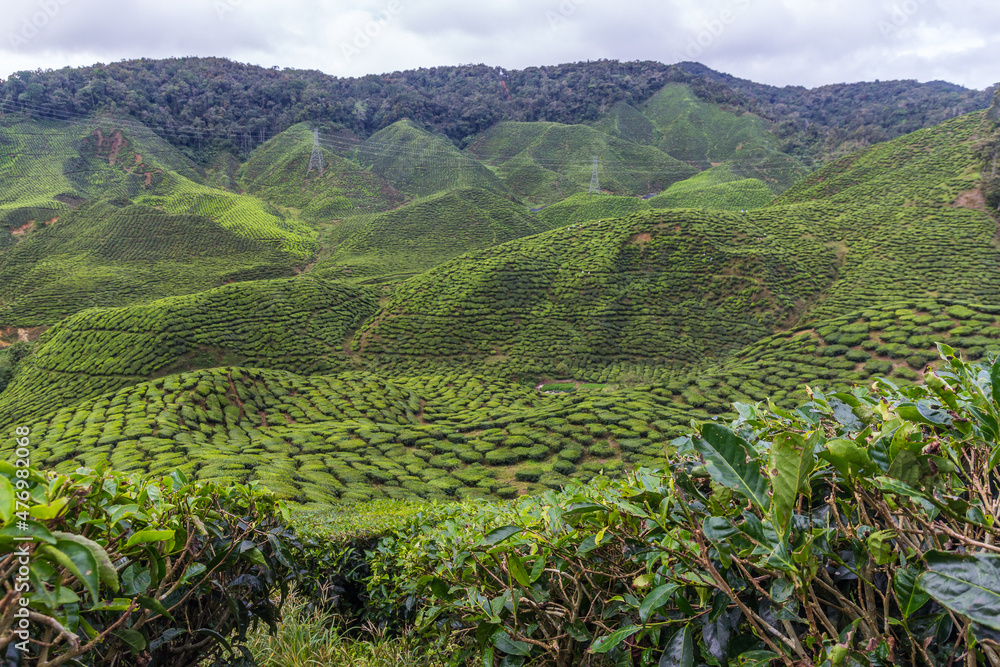 Fototapeta premium Tea plantation in Cameron highlands, Malaysia