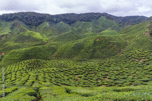 Tea plantation in Cameron highlands, Malaysia