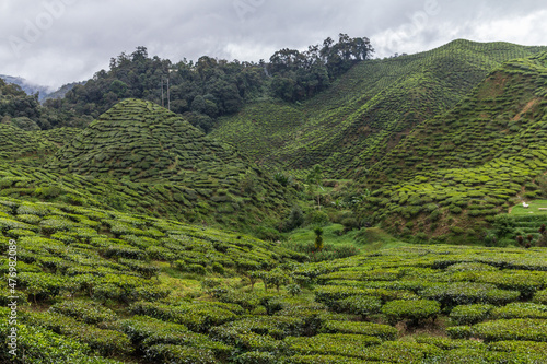 Tea plantation in Cameron highlands, Malaysia