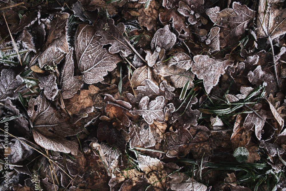 Ahornblätter auf dem Boden. Eiskalt