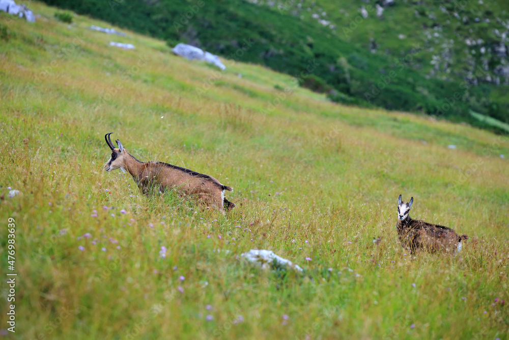 Tatra chamois in the Czerwone Wierchy in the Tatras.