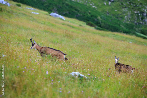 Obraz na płótnie Tatra chamois in the Czerwone Wierchy in the Tatras. w salonie