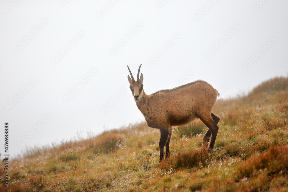 Tatra chamois in the Czerwone Wierchy in the Tatras.