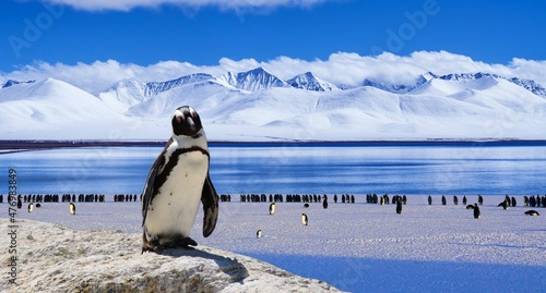 Fotografie, Obraz penguin in polar regions