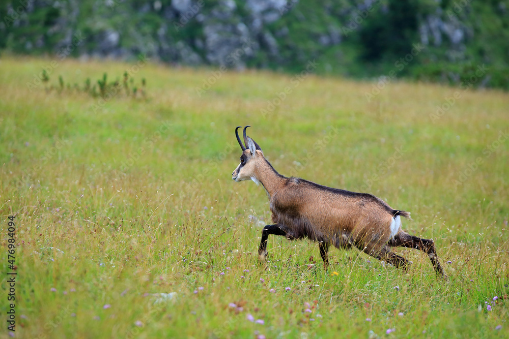 Tatra chamois in the Czerwone Wierchy in the Tatras. Tatra chamois in the Czerwone Wierchy in the Tatras.