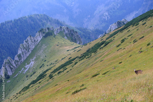 Tatra chamois in the Czerwone Wierchy in the Tatras.