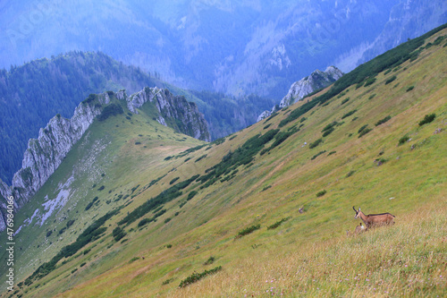Obraz na płótnie Tatra chamois in the Czerwone Wierchy in the Tatras. w salonie