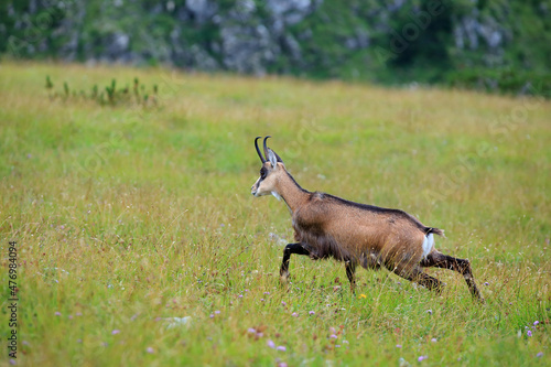 Tatra chamois in the Czerwone Wierchy in the Tatras.