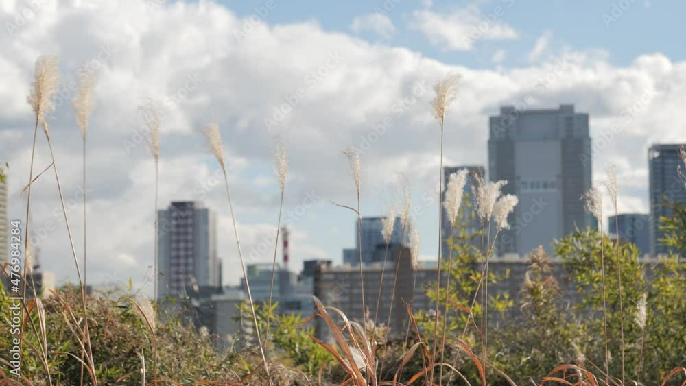 Miscanthus swaying in the wind in a meadow near a building district Miscanthus swaying in the wind in a meadow near a building district