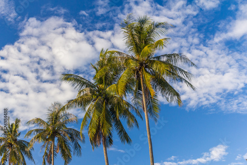 Palm trees against blue sky. © Pavel