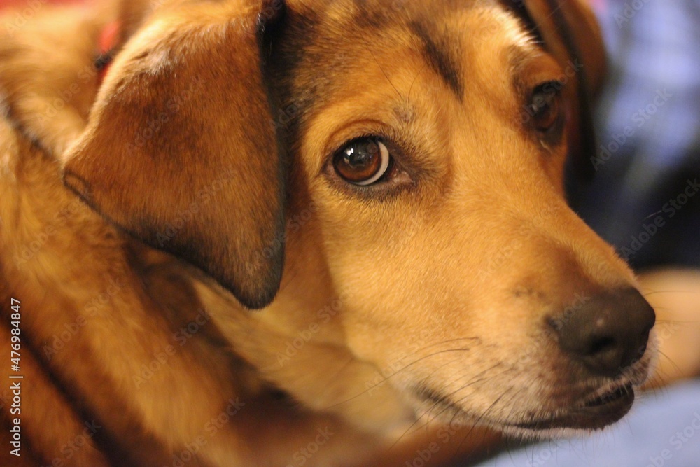 portrait of a dog portrait of a dog