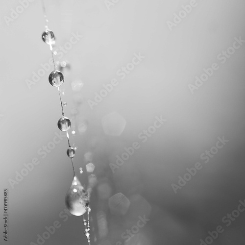 black and white drops on spider web