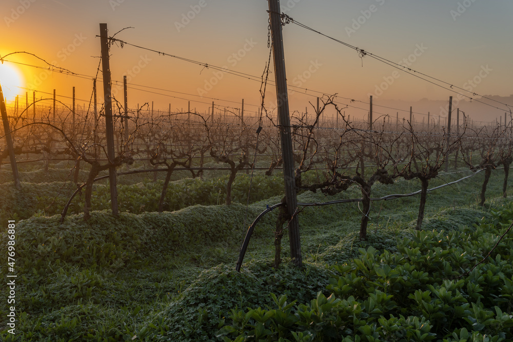 Obraz premium Cultivation of vineyards at dawn on a foggy day