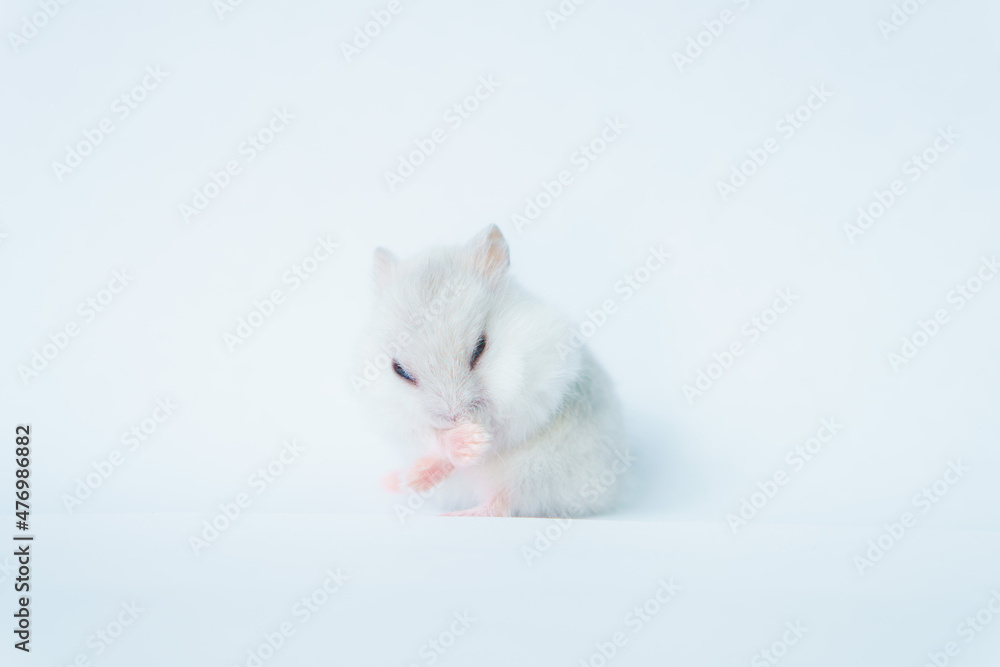Small white hamster, on a white background.