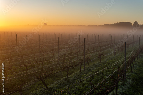 Cultivation of vineyards at dawn on a foggy day