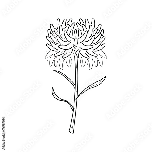 Abstract Hand Drawn Flower Chrysanthemum Plant Botanic Floral Nature Bloom Doodle Concept Vector Design Outline Style On White Background Isolated