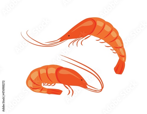 Set of fresh shrimps in flat style, seafood.  Vector illustration for the menu of fish restaurants, for packaging in markets and shops.