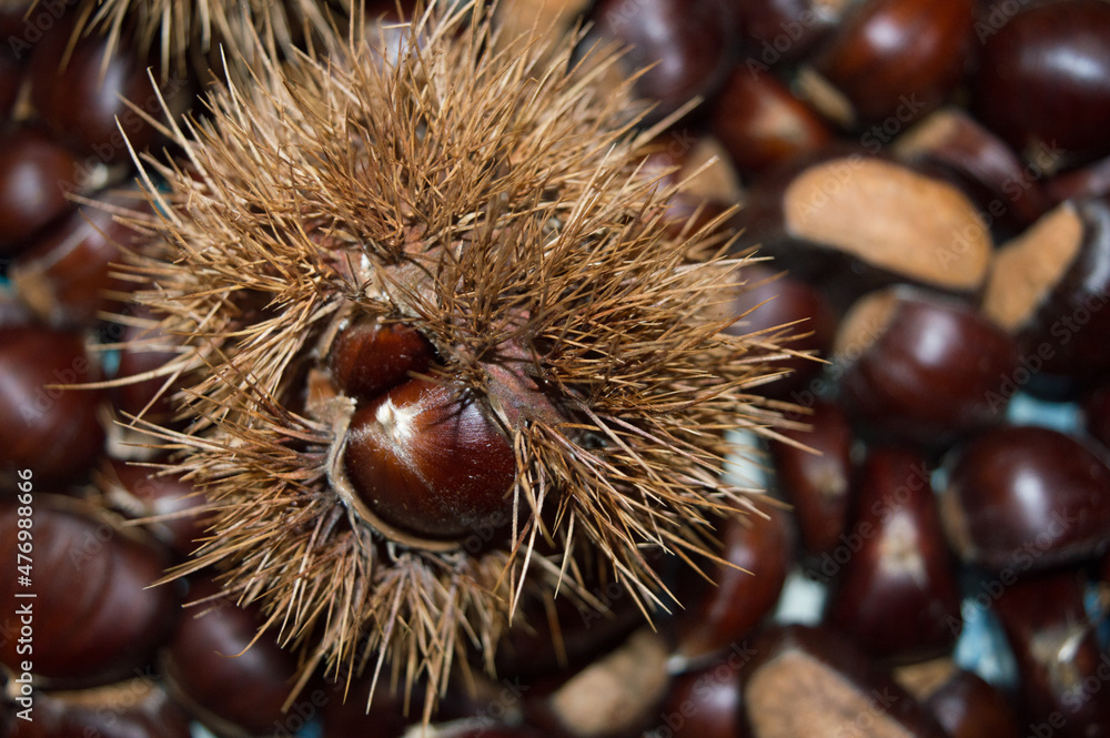 Close up of harvested sweet chestnuts, Castanea sativa, in prickly shell, from Europe Close up of harvested sweet chestnuts, Castanea sativa, in prickly shell, from Europe