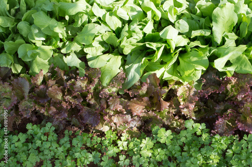 Top view of fresh young green and red leaf lettuce and parsley growing in the home garden in Dalmatia, Croatia; concept of healthy eating