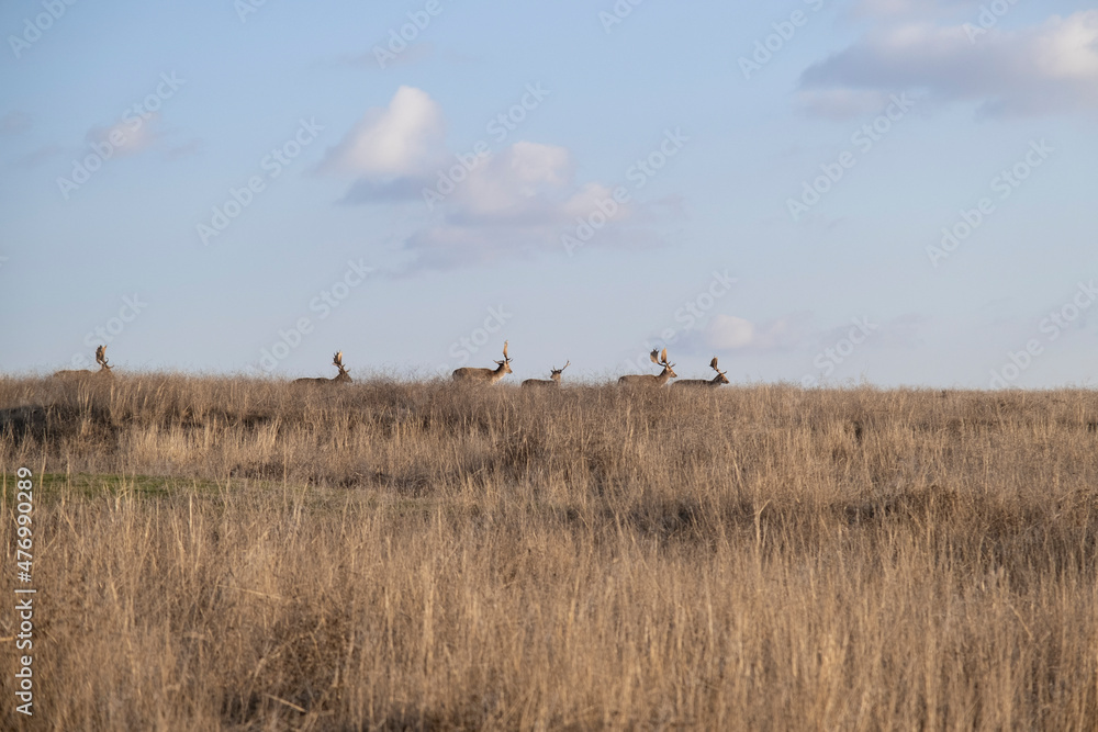 Fototapeta premium Herd of European fallow deer runs across the steppe