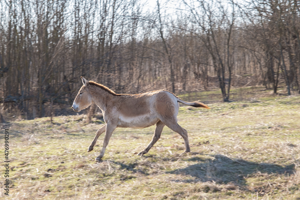 Onager (Equus hemionus) rides in Tarutinskaya steppe, Frumushika-Nova, Ukraine Onager (Equus hemionus) rides in Tarutinskaya steppe, Frumushika-Nova, Ukraine