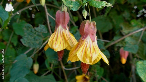 planta flor abutilon - lanterna chinesa e/ou japonesa 
