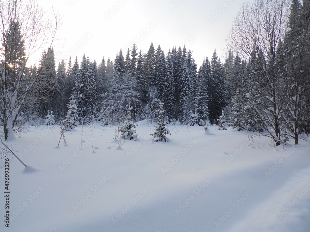 snow covered trees snow covered trees