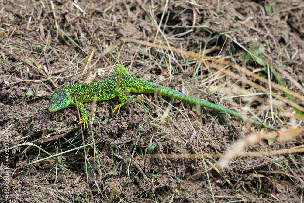 Western Green Lizard Lacerta bilineata in its natural habitat at slopes of Kaiserstuhl range of hills, Germany Western Green Lizard Lacerta bilineata in its natural habitat at slopes of Kaiserstuhl range of hills, Germany