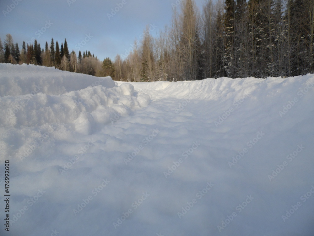 Obraz premium snow covered trees