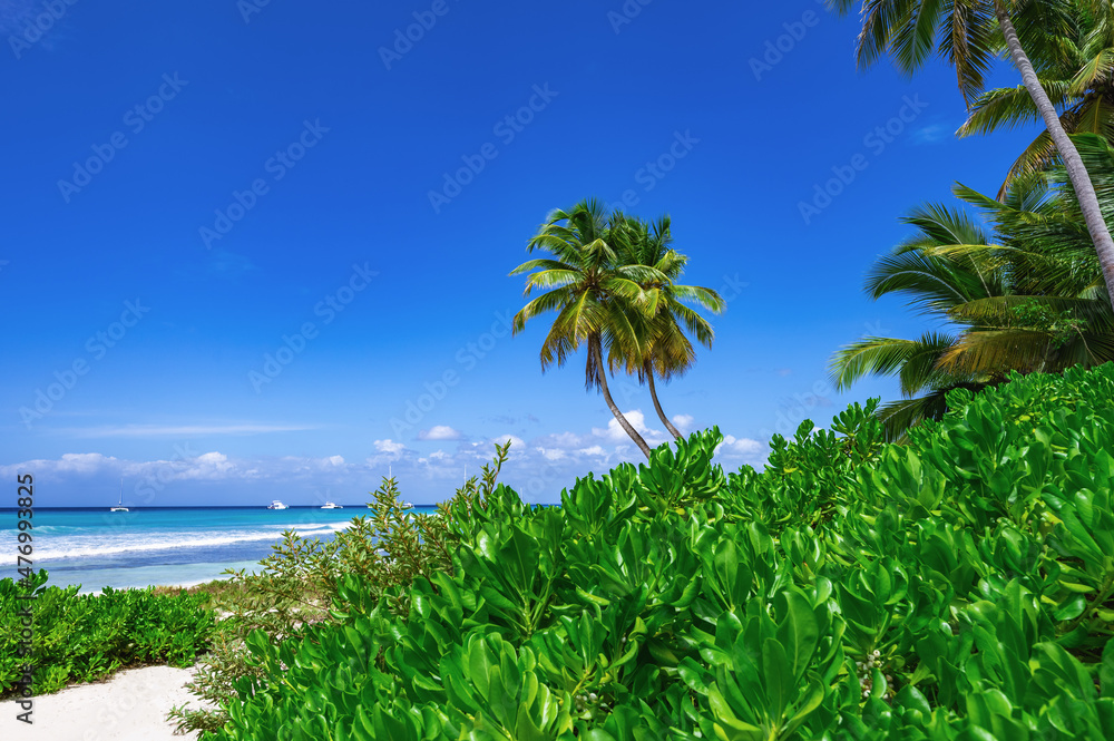 Naklejka premium caribbean sea palm trees paradise