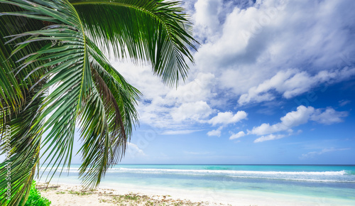 Fototapeta Naklejka Na Ścianę i Meble -  caribbean sea palm trees paradise