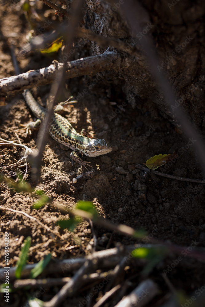 Obraz premium Soft focused close up shot of green lizard among dry leaves and branches of tree in forest