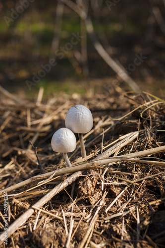 Two little young white coprinus mushrooms growing on straw and manure, soft focused vertical shot.