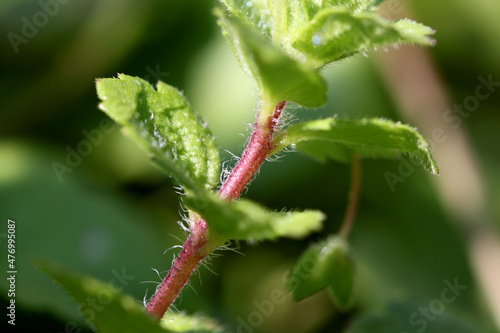 Birdeye speedwell herb ( Veronica persica ) close-up with trichomes on its red stem and green hilarious leaves
